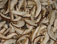fungus