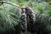 pine nut kernels,pine nuts