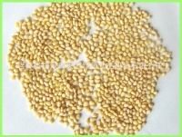 pine nut kernels