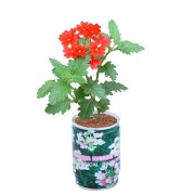 can flower