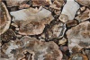 marble crystal petrified wood stone board Bars