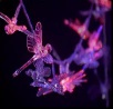 Dragonfly LED Christmas decoration string light