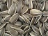Sunflower Seeds