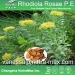 Rhodiola Rosae P. E 5% Rosavins/3% Salidroside（vanessa@nutra-max.com）