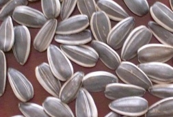 sunflower seeds909
