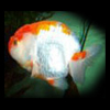 Red White Ranchu