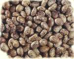 Oleo Seeds