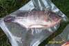 Frozen Tilapia