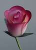 Wooden roses