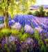 Handpainted oil paintings on canvas