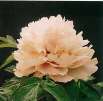 tree peony