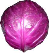 Red Cabbage Color